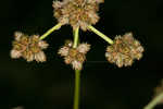 Mosquito bulrush